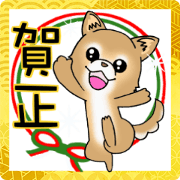 Nice Brown Chihuahuar's New year!