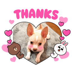 うちの可愛いロンちゃん