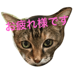 うちの可愛いアイドル Line スタンプ Line Store