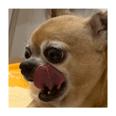 恩恩是我的吉娃娃附贈幾隻貓