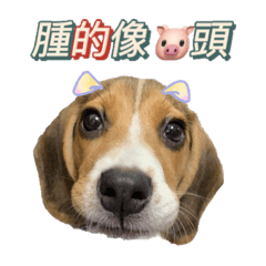 Beagle-The Second round of milu