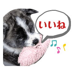 秋田犬 銀☆*° 第3弾