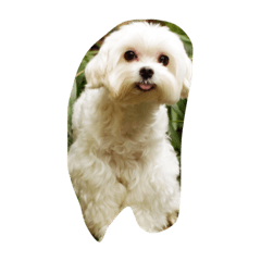 我的小犬
