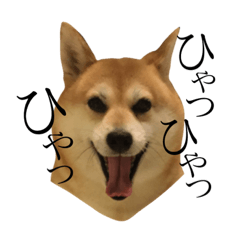 Shiba Inu and Miscellaneous Dog-15