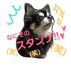 mydog is justice2