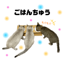 Siamese mix and kijitora cats stamps