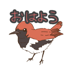 奄美の野鳥シリーズ1 アカヒゲver