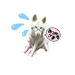 Happy Meriko