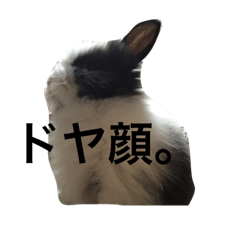 White&Black rabbit