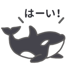 cute Orca