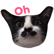 Thai cats