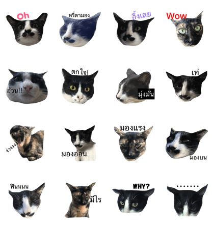 Thai cats