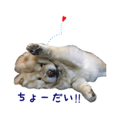mocomocomococoo