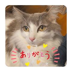Everyday Norwegian Forest Cat