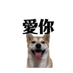 魏貓貓特輯