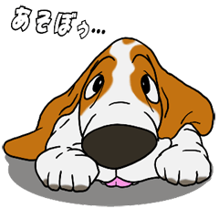 Basset hound 15(dog)