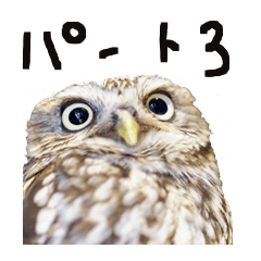 owl sticker3