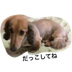 Dog's daily life haru