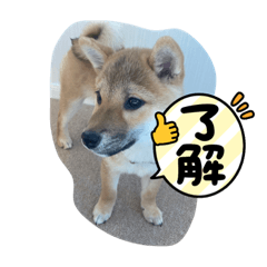 柴犬子犬かわいいメッセージスタンプ Lineクリエイターズスタンプ Stamplist 柴犬子犬かわいいメッセージスタンプ Lineクリエイターズスタンプ Stamplist