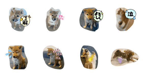 柴犬子犬かわいいメッセージスタンプ Lineクリエイターズスタンプ Stamplist 柴犬子犬かわいいメッセージスタンプ Lineクリエイターズスタンプ Stamplist