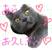 cat  life3