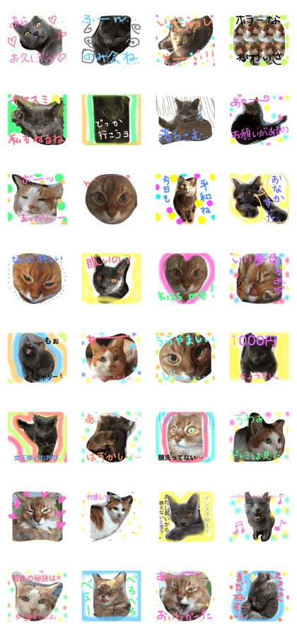 cat  life3