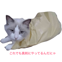 ragdoll  and egyptian mau