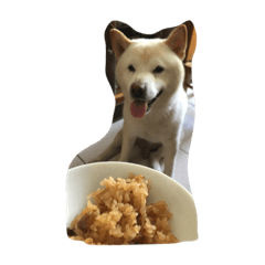 Xiao bai