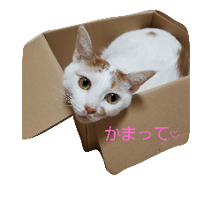 Cat_Cocoa