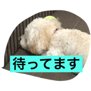puppy's she