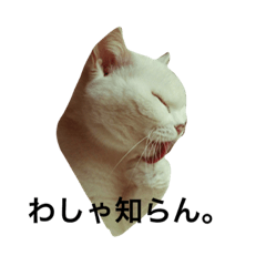 もっちゃんすたんぷ