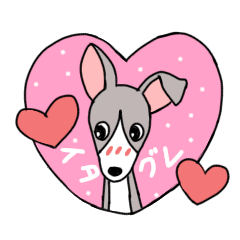 italian greyhound-chan