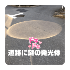 パクの散歩してます