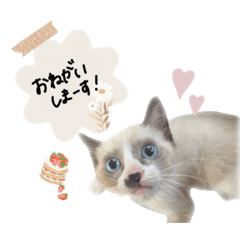 risa_20211221220308