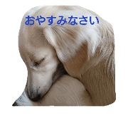 Kaninchen Dachshund
