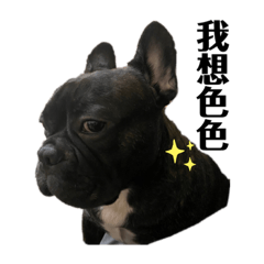 French bulldog called handsome series