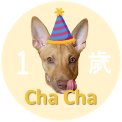 Cha Cha 1st Birthday