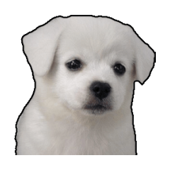 HAKU -the white hybrid dog-