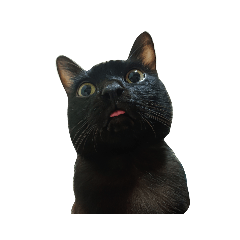 錢錢家的小貓咪