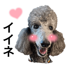 standard poodle SORA