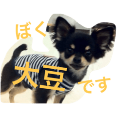 Chihuahua Daizu