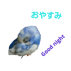 night Bird