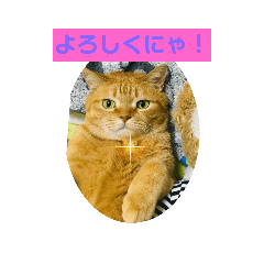 猫のすぴか(今はちゅぴたん)2