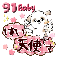 シーズー犬 91『Baby』