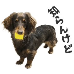 Miniature Dachshund Happy Sticker