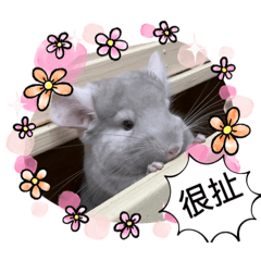 本Q很可愛