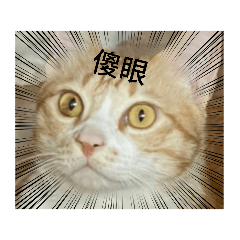 喵喵合輯