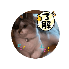kiki to jiji 2