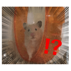 poteto hamster