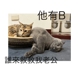 第二彈三貓系列